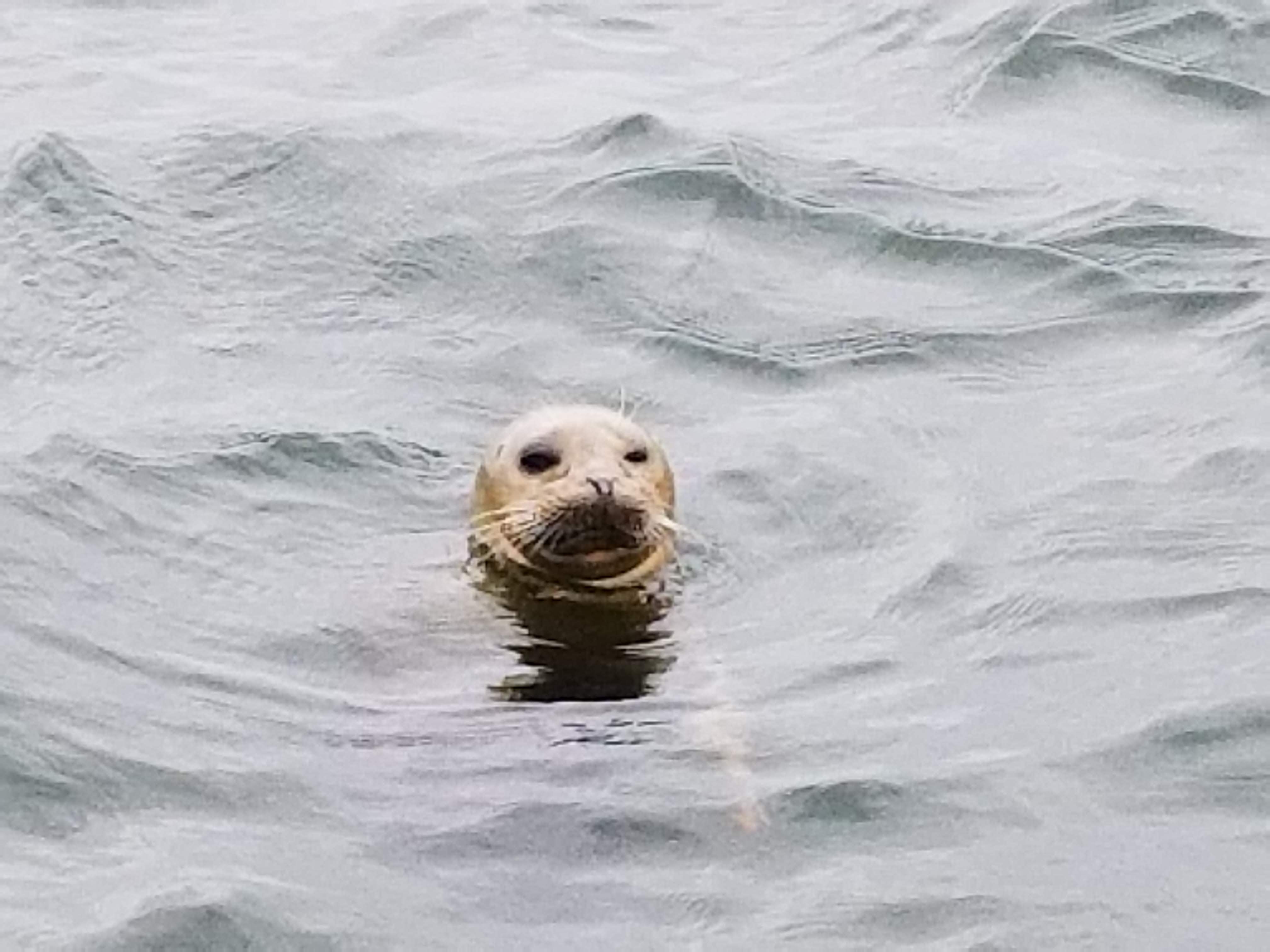 Seal